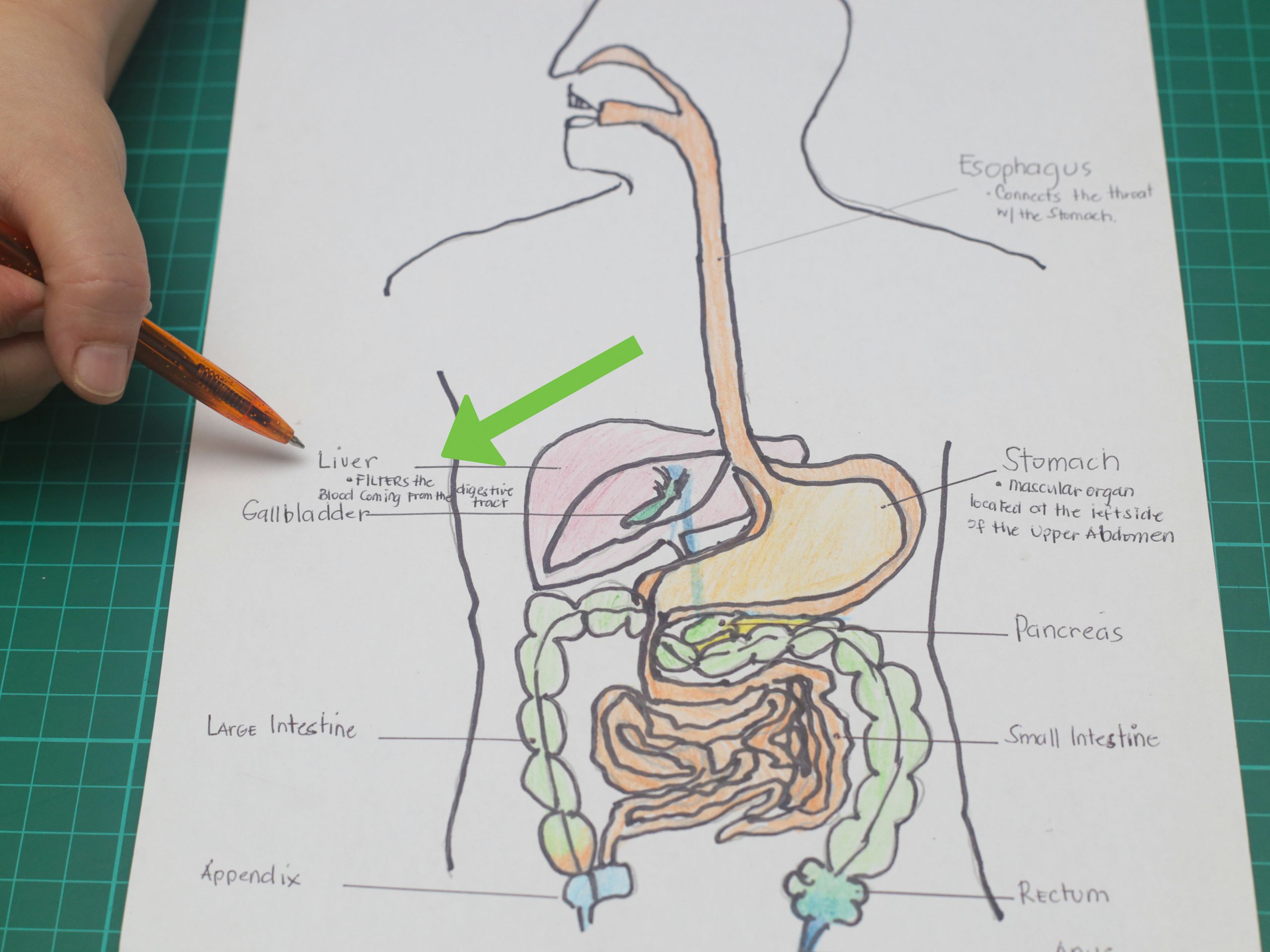 draw a model of the digestive system step 19 jpg