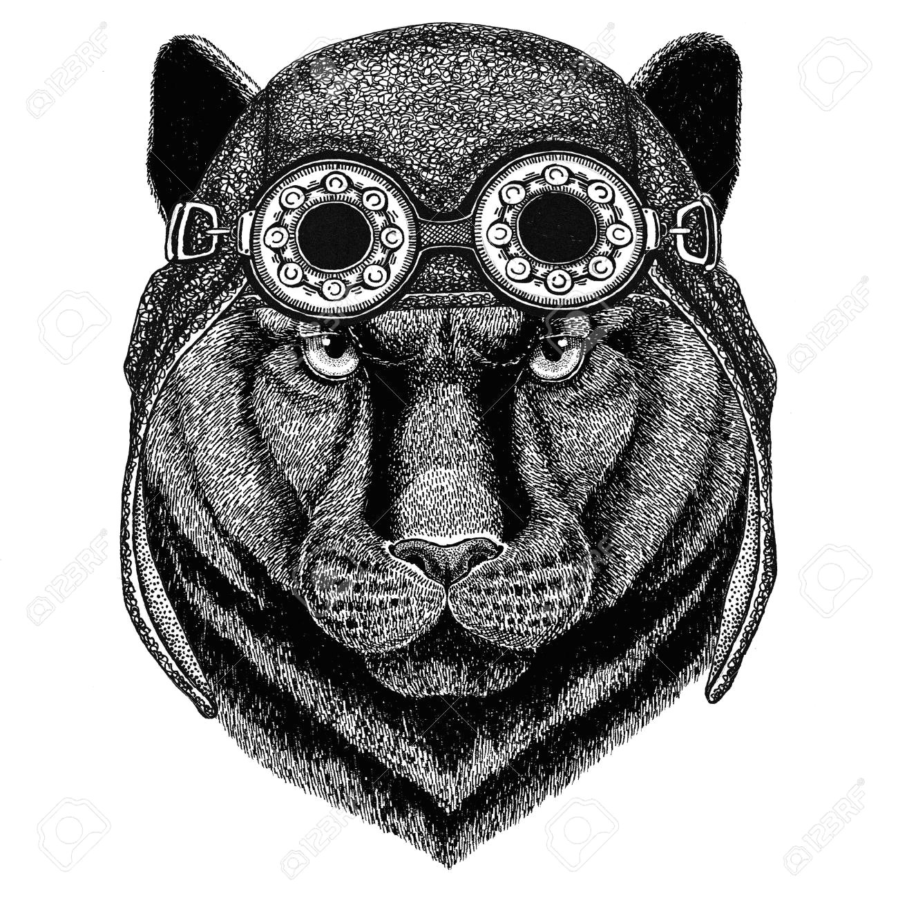 82108415 panther puma cougar wildkatze mit fliegerhut motorradhut mit brille f c3 bcr radfahrer illustration f c3 bcr motorrad od jpg