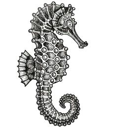 Easy Seahorse Drawing 19 Best Seahorse Drawings Images Seahorse Drawing