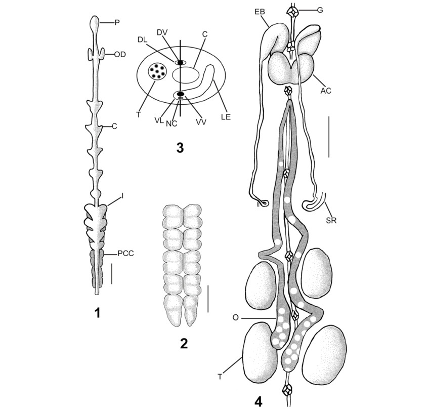 internal characters of oceanobdella sakhalinica sp nov based on several specimens png