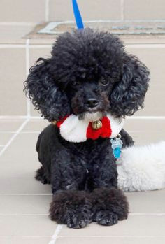 b50d9ca18abcf9fd25bb0f576f964552 black toy poodles french poodles jpg