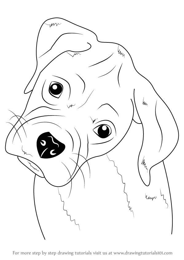 how to draw boxer puppy face step 0 png