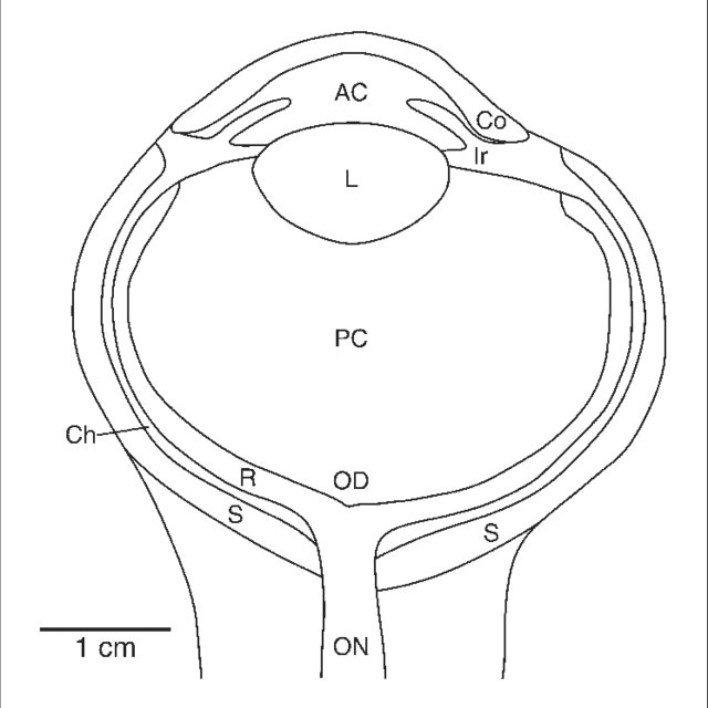 diagram of a horizontal cross section through the elephant eye drawn from an mr image q640 jpg