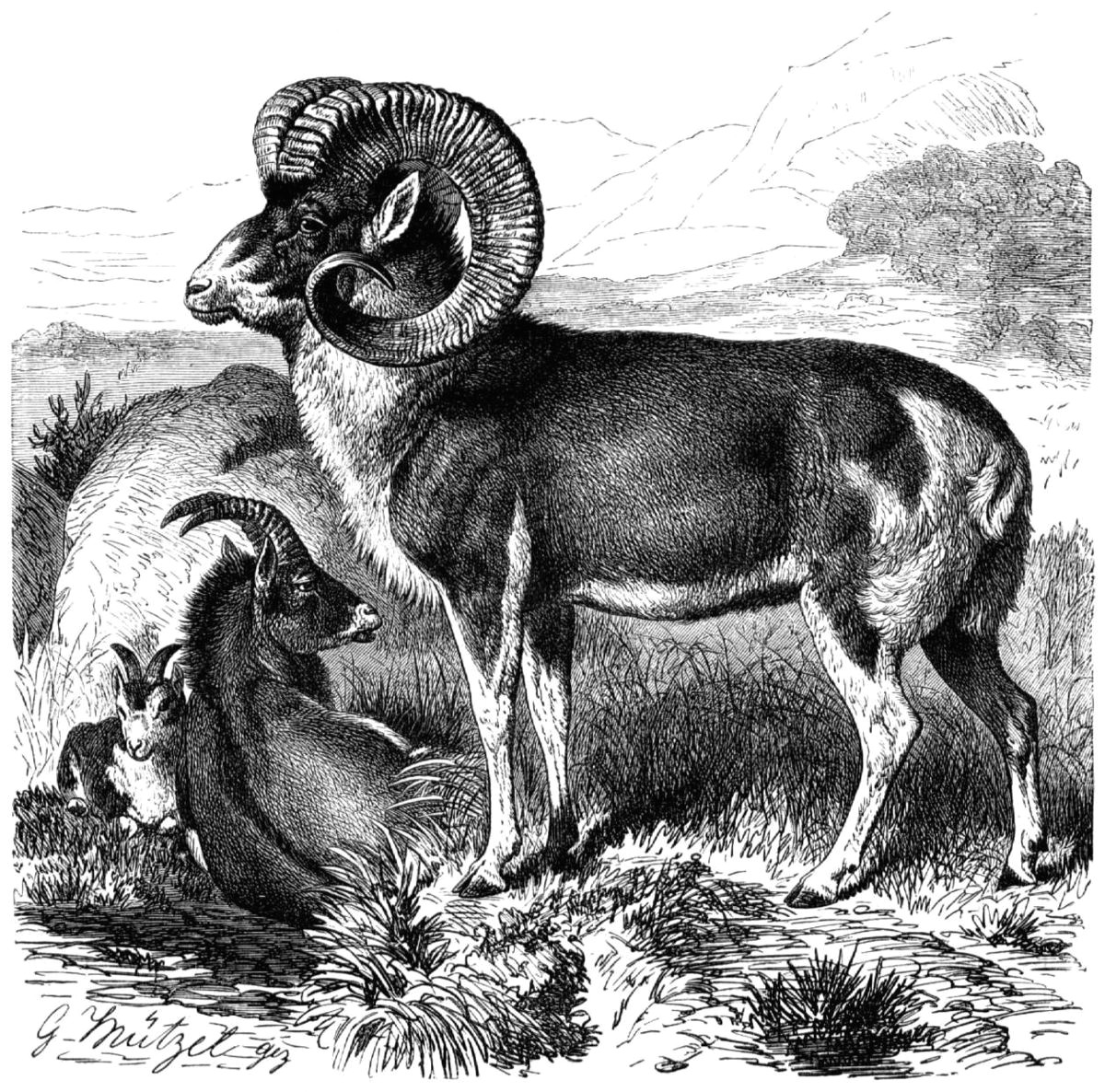 1200px marco polo sheep line drawing jpg