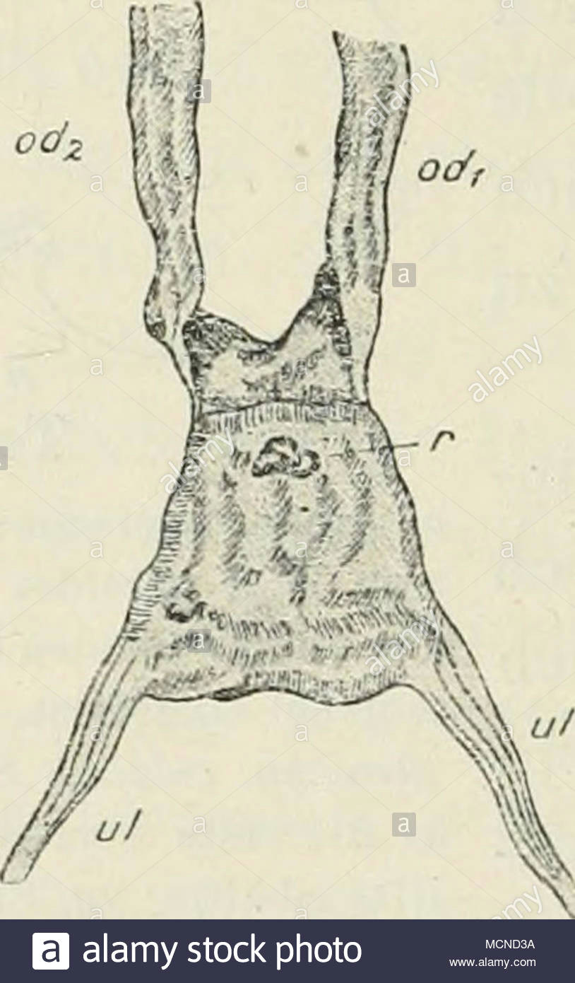 textfig 4 den chitingabeln ist die ven dorsale ansicht des uterus uteruswand ausgespannt trale von lehn primatorius die durch die zweite gebilde chitinosen und rucklaufige uterus d versteift wird noch e c halfte ist nicht zu sehen die beiden a den stachelgang odi oviducte r recept teil cics jrescniecntsap vorspringenden chitinlamelleu sem ul uterusligamente t arates druse schmicr ist ein einfacher verzweigter drusenschlauch nie der gewohnlich in der nahe des chylusdarms seinen ursprung hat und nach einem kurzen bogen dans den stachel einmundet ob dieser sc mcnd3a jpg