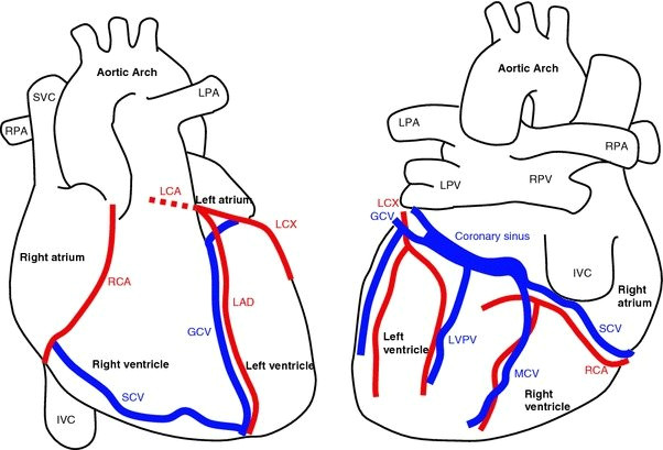 anatomy of the heart and major coronary vessels in anterior left and posterior right png