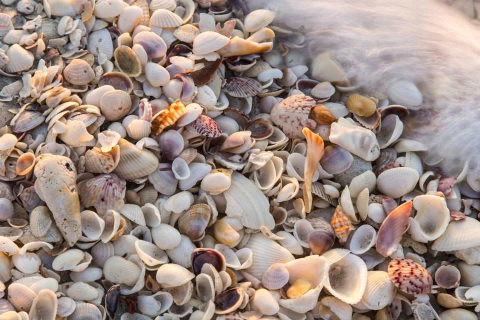 incoming surf and seashells on sanibel island florida usa 478154755 5900ff8a3df78c54563f272f jpg