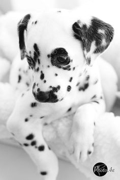 cd0d81f0e4c20fe5a48a0d693983fb1d dalmatian puppies cute puppies jpg