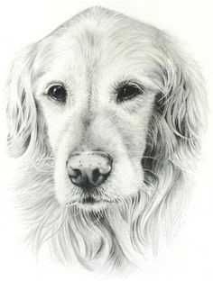 dd96a37fde952216859122c1855d9298 dog drawings pencil drawings jpg