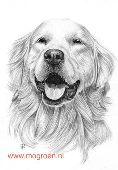 9998cfa700ebc3701e6d99b79a6080c2 animal drawings pencil drawings jpg