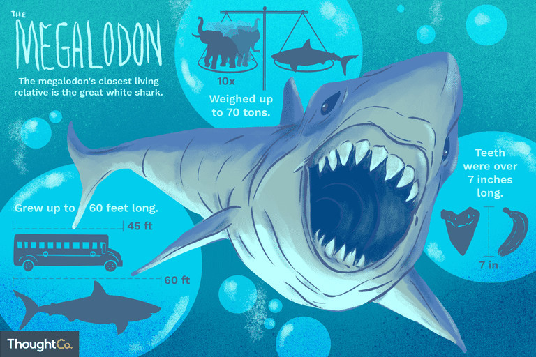 facts about megalodon 1093331 v2 a29e83d06d4b4fbaa82049eacf3dddea png