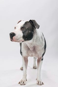 3ecc1faf9083ccdecc2325947996ee17 american staffordshire terriers studio jpg