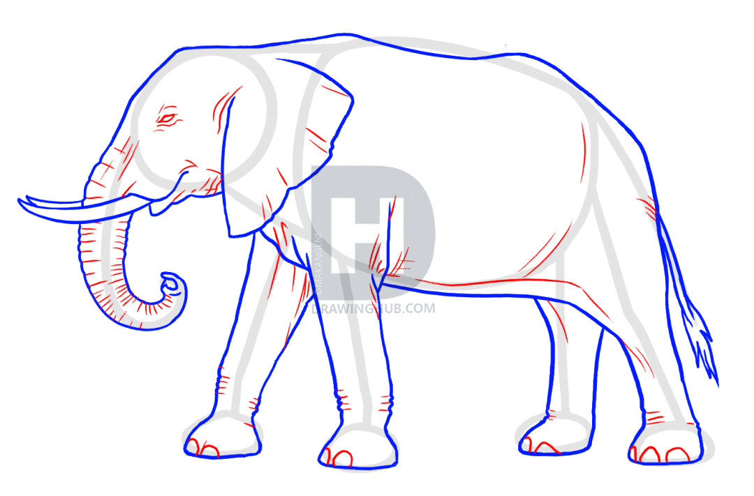 how to draw elephants step 6 5b5d9f3f0552b1 43820210 111773 1 3 gif