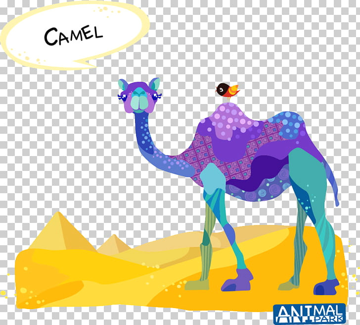 dromedary bactrian camel drawing cartoon desert camel jpg