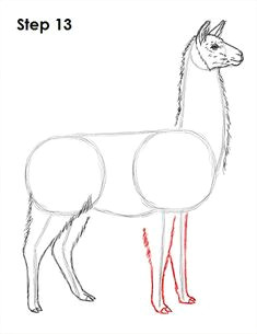 05e8f1f013d173909a51b275f95186db llama drawing llamas jpg