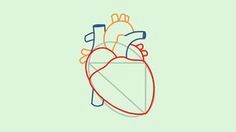 0d7091eb3b76df345f56ddba24cfc628 human heart how to draw jpg