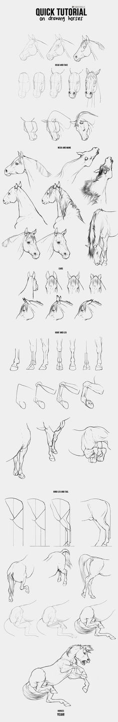 dc0de5453885e76da2a32d549dca2f99 horse drawing tutorial drawing tips jpg