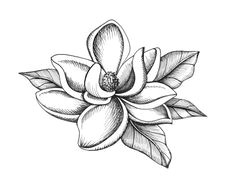 Magnolia Flower Drawing Easy 19 Best Art Reference Magnolia Images Magnolia Magnolia