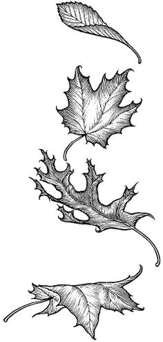 Maple Leaf Easy Drawing 13 Best Leaves Images Leaf Drawing Drawings Leaves Sketch