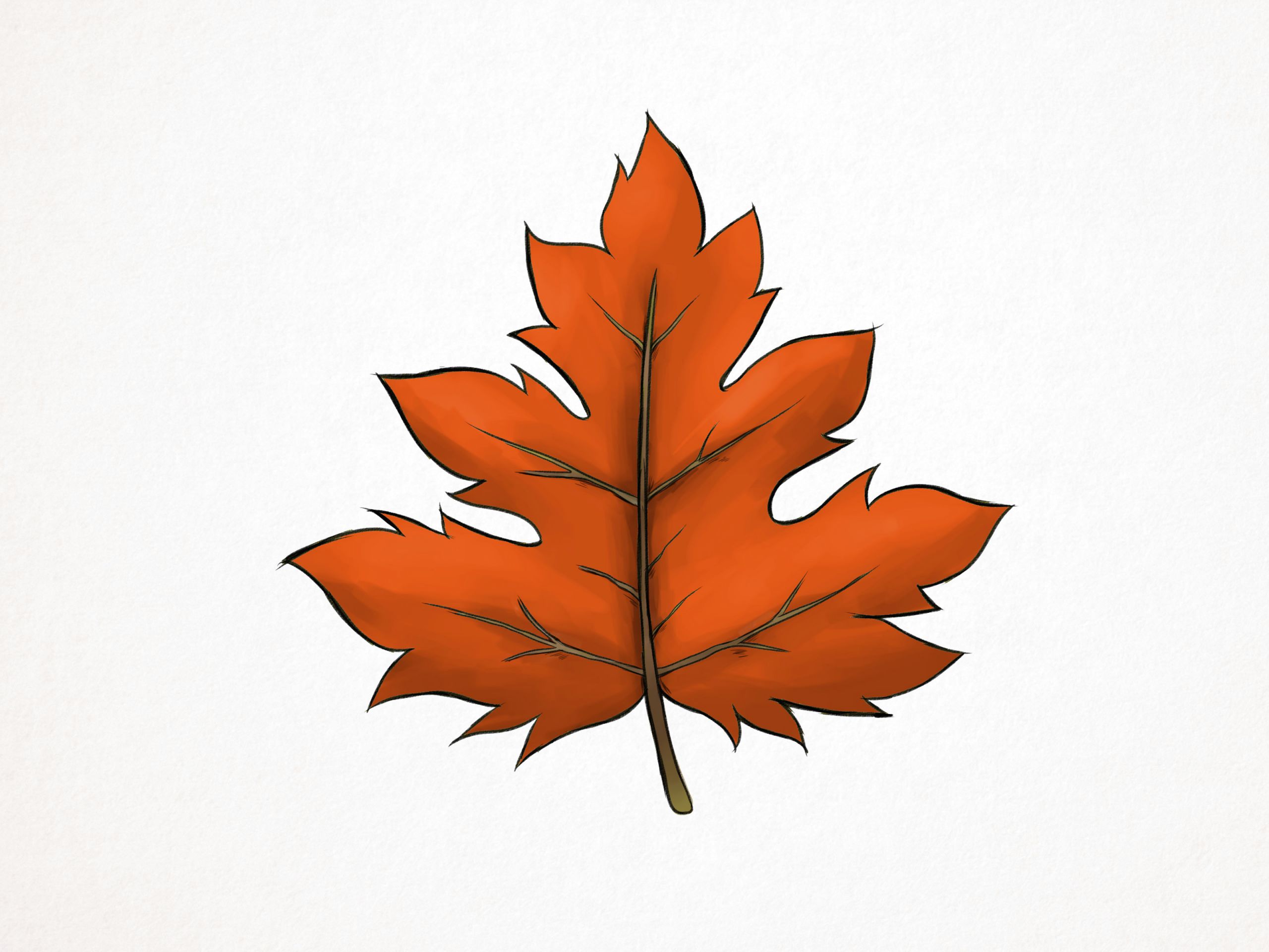 Maple Leaf Easy Drawing How to Draw A Maple Leaf 10 Steps with Pictures Wikihow