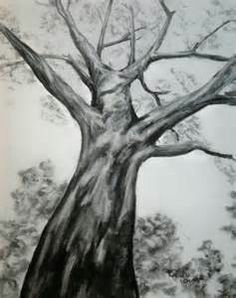 0d176125f85a7f176be1e1ea4676aa81 sycamore trees charcoal drawings jpg