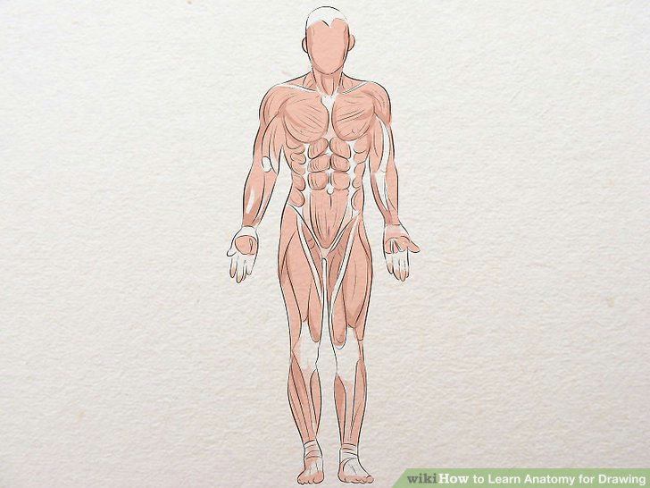 aid11410946 v4 728px learn anatomy for drawing step 5 jpg
