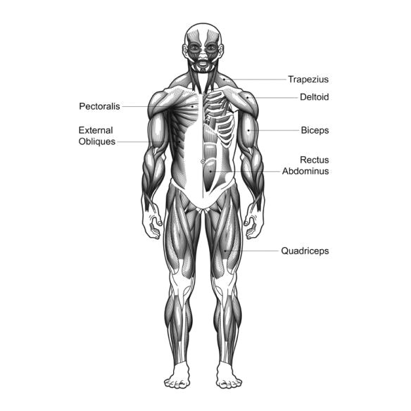 muscular system drawing 17 jpg