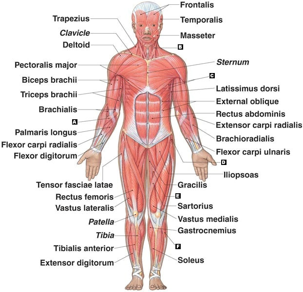 muscular system drawing 51 jpg