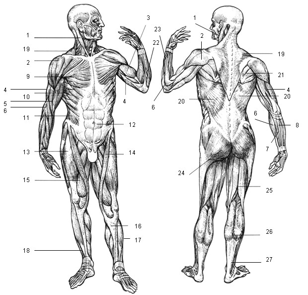 Muscular System Drawing Easy