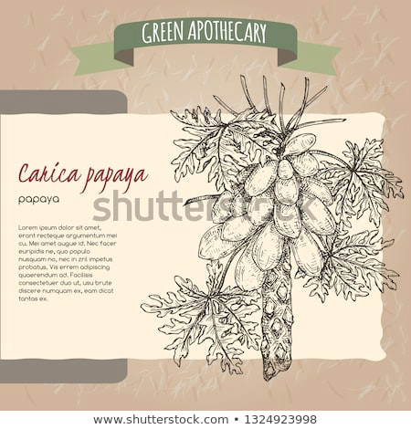 stock vector carica papaya aka papaya tree sketch green apothecary series great for traditional medicine or 1324923998 jpg