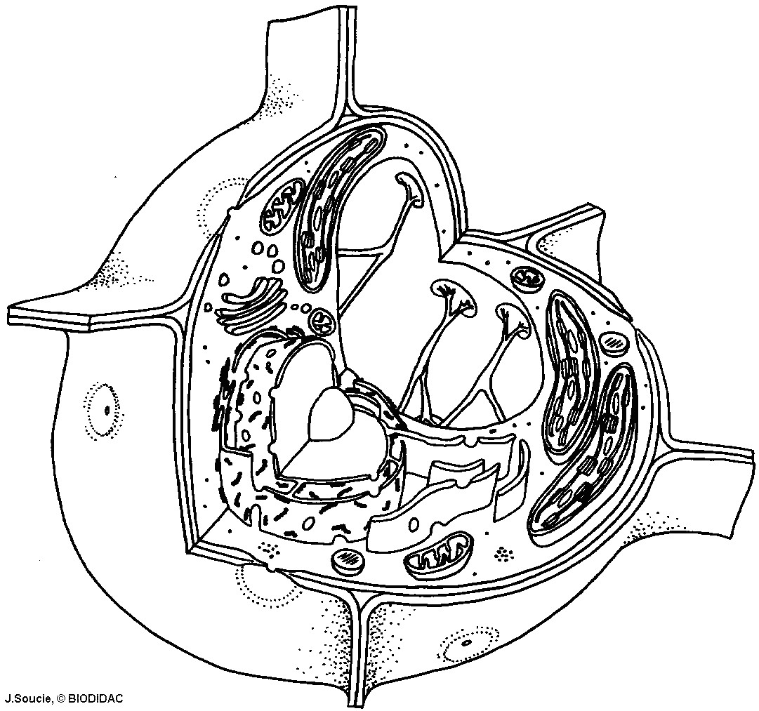 410036 and animal cell drawing plant gif