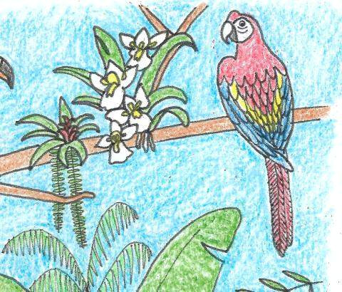 rainforest coloring page teaser 0 jpg