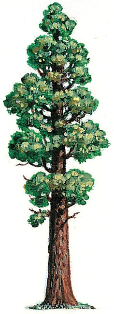 ab15301f580e95766d45339597174ebe sequoia tree drawing tree drawings jpg