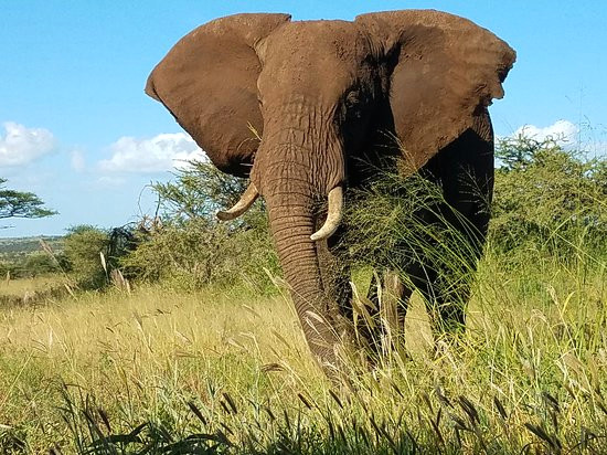 elephant in tarangire jpg