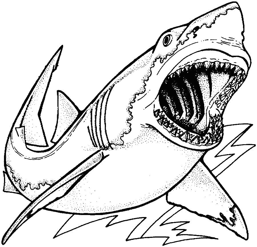 fresh coloring pages shark easy