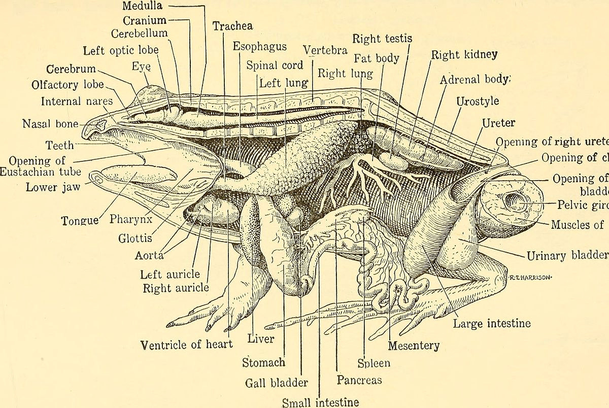 1200px animal biology 281938 29 2818196802535 29 jpg