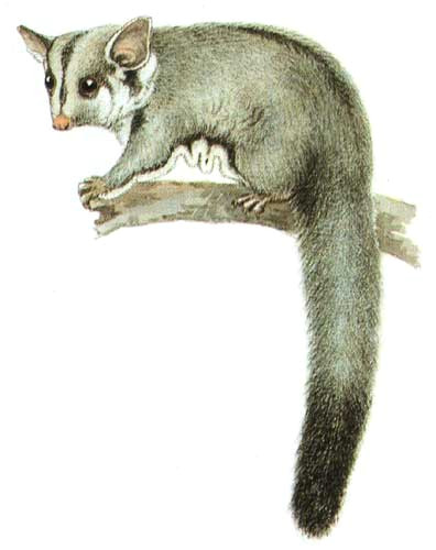 petaurus breviceps cayley jpg