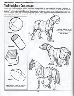 ed08584d1064f314fb5879fcdca056b9 animal drawings drawing animals jpg