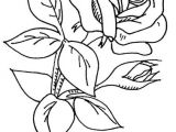 2 Flowers Drawing Wb Flowers 2 37 My Designs Coloring Pages Flower Coloring Pages