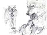 2 Wolves Drawing 180 Best Wolf Drawings Images Drawing Techniques Drawing