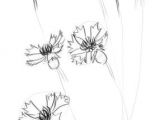 3 Flowers Drawing How to Draw A Cornflower Step 3 Art Design Pinterest