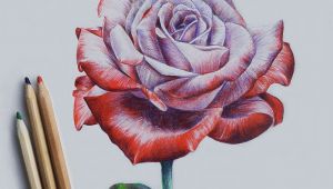 3d Drawing Of A Rose Drawing Rose More Art Lapis De Cor Aquarela Arte 3d