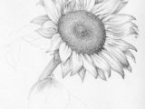 3d Pencil Drawings Of Flowers 1412 Nejlepa A Ch Obrazka Z Nasta Nky Flower Drawings Drawings