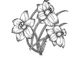 4 Tumblr Drawing How to Draw A Daffodil Easy the 21 Best Daffodil Flower Tattoo