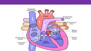 A Drawing Of the Heart and Labeled Parts Of the Heart and their Functions