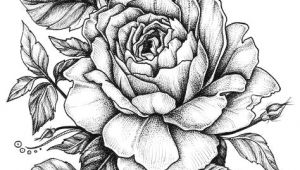 A Drawing Picture Of A Rose Rose with Banner New Easy to Draw Roses Best Easy to Draw Rose