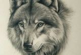 A Simple Drawing Of A Wolf 180 Best Wolf Drawings Images Drawing Techniques Drawing