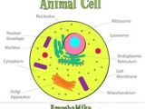 Animal Cell Easy Drawing 22 Best 3d Animal Cell Project Images Animal Cell Project