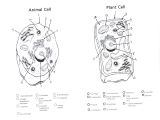 Animal Cell Easy Drawing Plant and Animal Cell Diagram Unlabeled Printable Diagram
