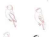 Animals Birds Drawing How to Draw Birds Drawing Zva A ata Kresby Napady Na